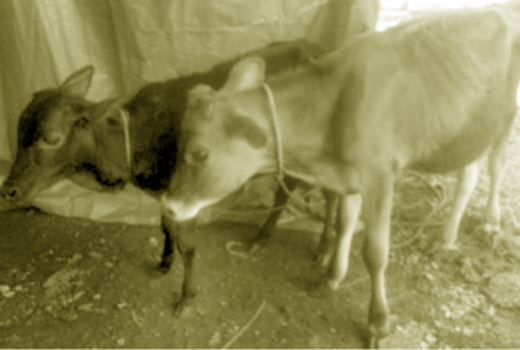 butchery 23 o